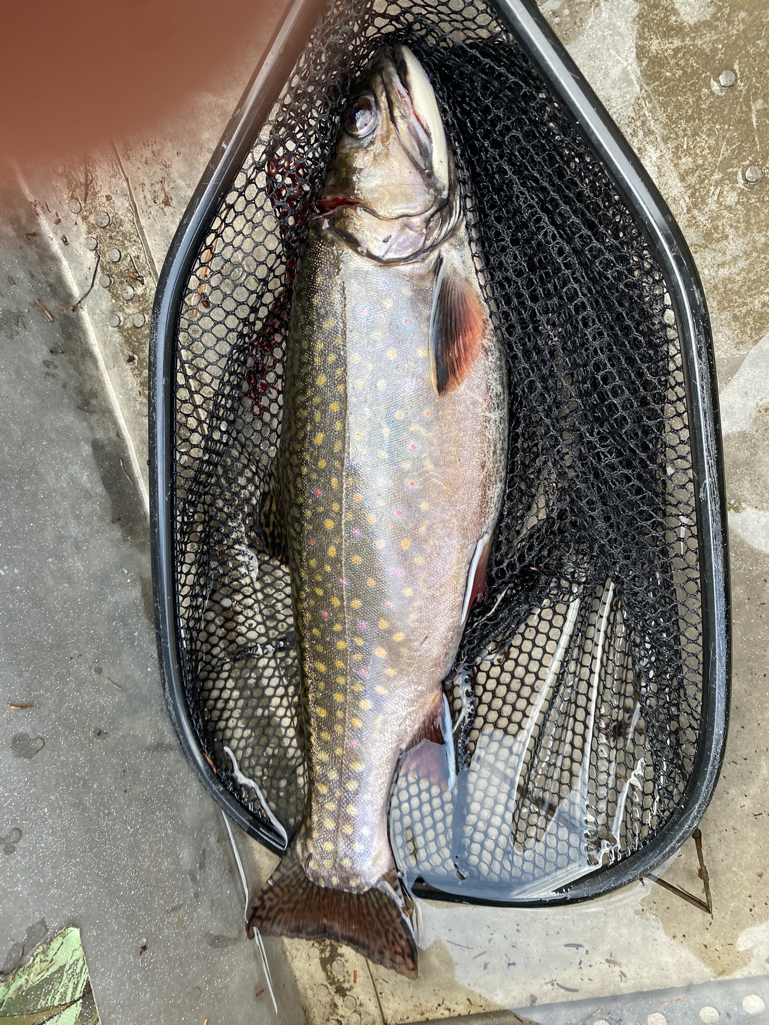 Mountain Pond Reborn