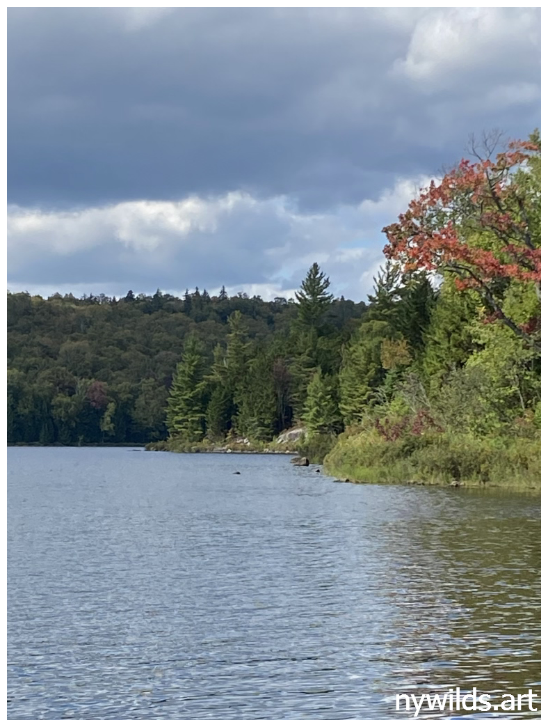 Shoreline at Siamese Ponds in early fall