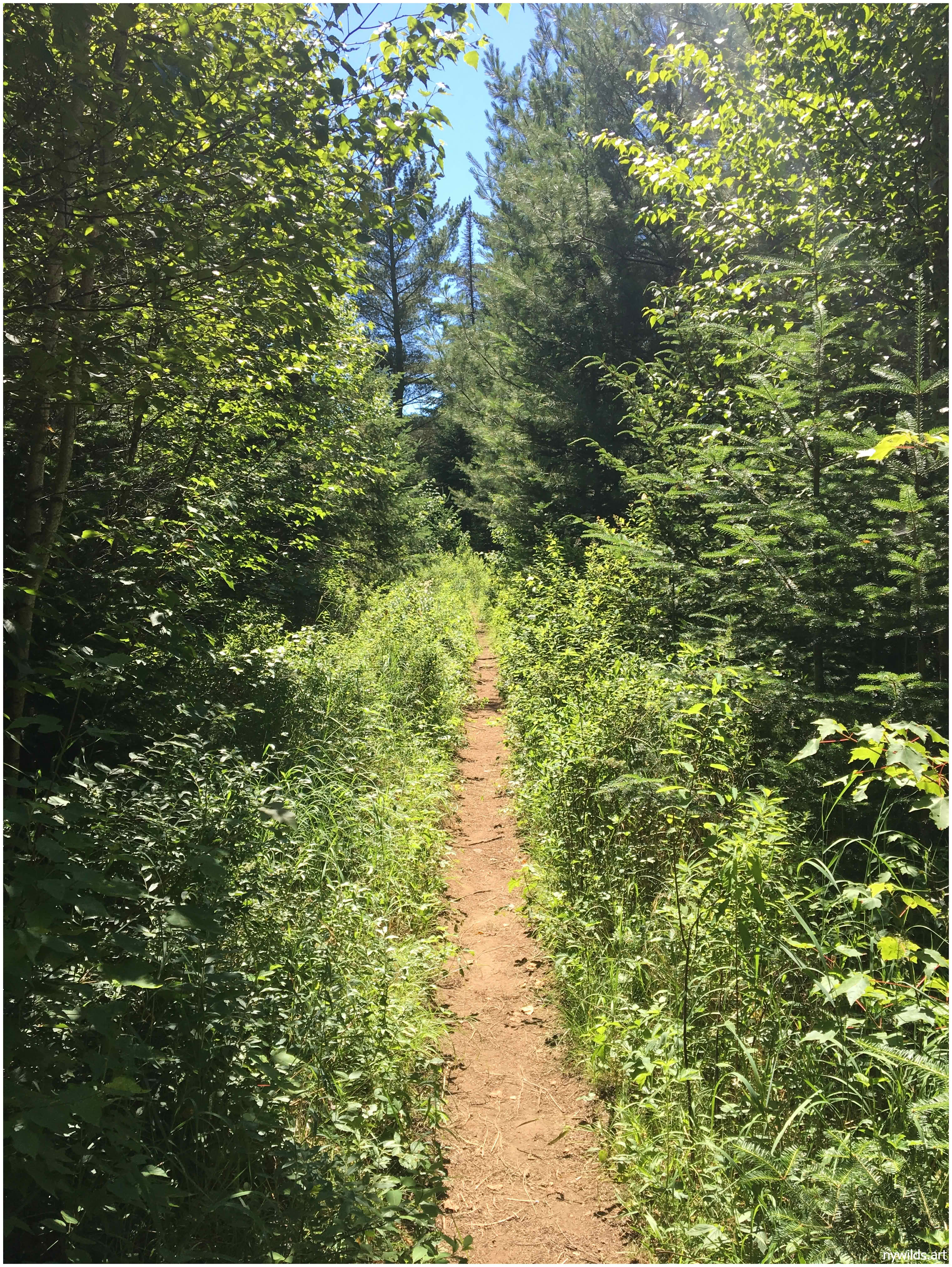 Sunshine reveals the trail from the Upper Works trailhead into one of the most iconic sections of the High Peaks.